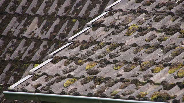 Roof Moss Treatment and Moss Removal Wellington